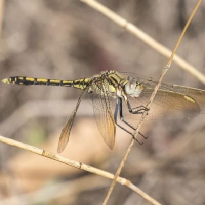 Orthetrum caledonicum (Blue Skimmer) at Fraser, ACT - 11 Mar 2019 by AlisonMilton