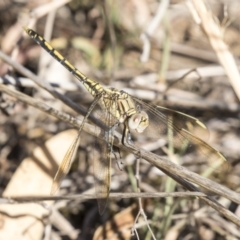 Orthetrum caledonicum at Fraser, ACT - 12 Mar 2019 08:52 AM