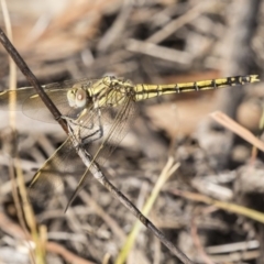 Orthetrum caledonicum at Fraser, ACT - 12 Mar 2019 08:52 AM