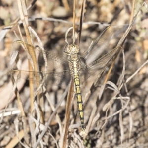 Orthetrum caledonicum at Fraser, ACT - 12 Mar 2019 08:52 AM