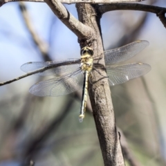 Hemicordulia tau (Tau Emerald) at Fraser, ACT - 11 Mar 2019 by AlisonMilton