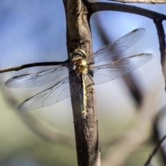 Hemicordulia tau at Fraser, ACT - 12 Mar 2019 09:06 AM