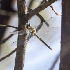 Hemicordulia tau at Fraser, ACT - 12 Mar 2019 09:06 AM