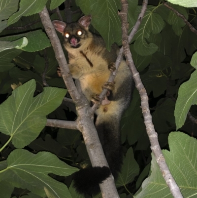 Trichosurus vulpecula (Common Brushtail Possum) at Illilanga & Baroona - 28 Feb 2019 by Illilanga