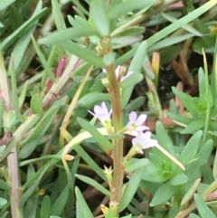 Lythrum hyssopifolia (Small Loosestrife) at Fyshwick, ACT - 22 Mar 2019 by JaneR