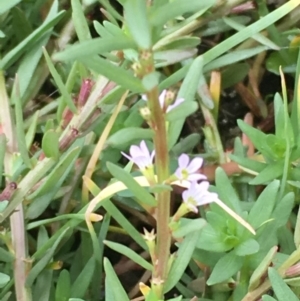 Lythrum hyssopifolia at Fyshwick, ACT - 22 Mar 2019