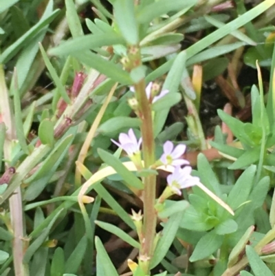 Lythrum hyssopifolia (Small Loosestrife) at Fyshwick, ACT - 22 Mar 2019 by JaneR