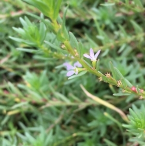 Lythrum hyssopifolia at Fyshwick, ACT - 22 Mar 2019 12:49 PM