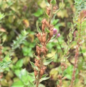 Lythrum salicaria at Fyshwick, ACT - 22 Mar 2019 12:39 PM