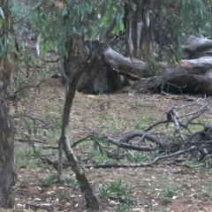 Oryctolagus cuniculus (European Rabbit) at Mount Ainslie - 4 Mar 2019 by jbromilow50