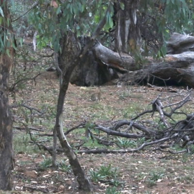 Oryctolagus cuniculus (European Rabbit) at Mount Ainslie - 4 Mar 2019 by jb2602