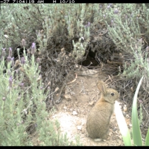 Oryctolagus cuniculus at Michelago, NSW - 27 Nov 2018