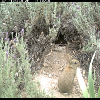 Oryctolagus cuniculus (European Rabbit) at Michelago, NSW - 27 Nov 2018 by Illilanga