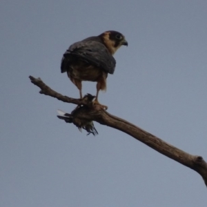 Falco longipennis at Garran, ACT - 20 Mar 2019 06:43 PM