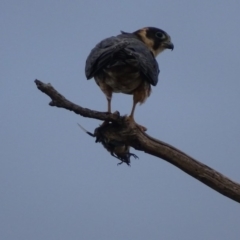 Falco longipennis at Garran, ACT - 20 Mar 2019 06:43 PM