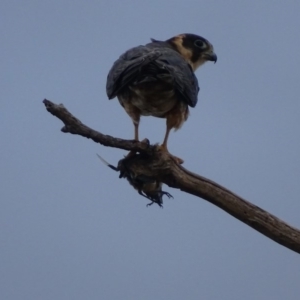 Falco longipennis at Garran, ACT - 20 Mar 2019