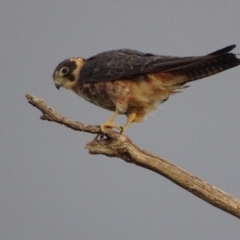 Falco longipennis at Garran, ACT - 20 Mar 2019