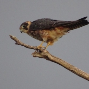 Falco longipennis at Garran, ACT - 20 Mar 2019 06:43 PM