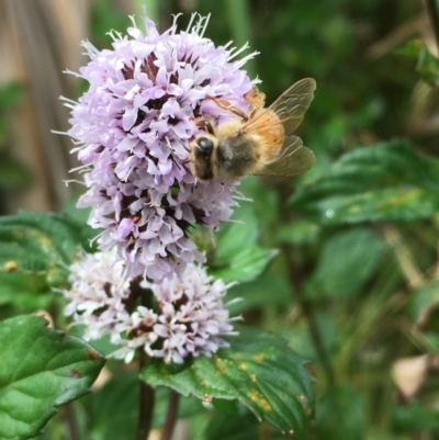 Mentha x piperita (Peppermint) at Jerrabomberra Wetlands - 22 Mar 2019 by JaneR