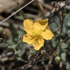 Hypericum gramineum (Small St Johns Wort) at Michelago, NSW - 12 Jan 2019 by Illilanga