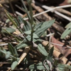 Hypericum gramineum at Michelago, NSW - 12 Jan 2019