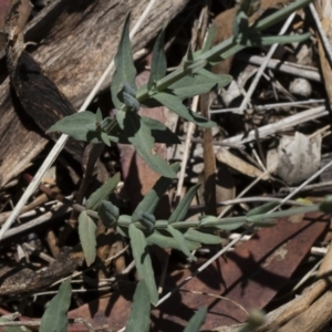 Hypericum gramineum at Michelago, NSW - 12 Jan 2019