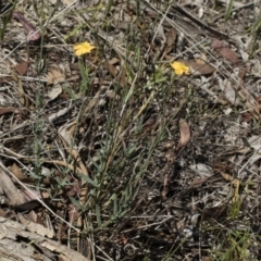 Hypericum gramineum at Michelago, NSW - 12 Jan 2019