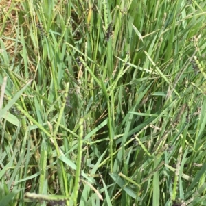 Paspalum distichum at Fyshwick, ACT - 22 Mar 2019