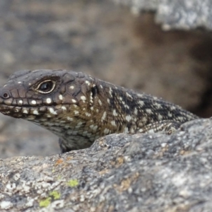 Egernia cunninghami at Garran, ACT - 22 Mar 2019