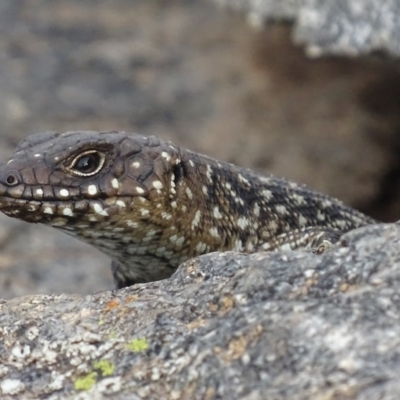Egernia cunninghami (Cunningham's Skink) at Red Hill Nature Reserve - 22 Mar 2019 by roymcd