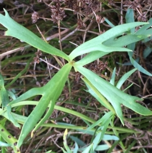 Ranunculus sp. at Fyshwick, ACT - 22 Mar 2019 12:38 PM