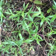 Ranunculus sp. at Fyshwick, ACT - 22 Mar 2019 12:38 PM