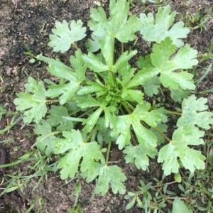 Ranunculus sp. at Fyshwick, ACT - 22 Mar 2019