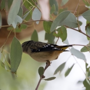 Pardalotus punctatus at Michelago, NSW - 17 Mar 2019