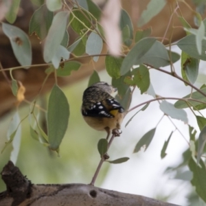 Pardalotus punctatus at Michelago, NSW - 17 Mar 2019