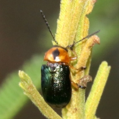 Aporocera (Aporocera) consors (A leaf beetle) at Mount Ainslie - 4 Mar 2019 by jb2602