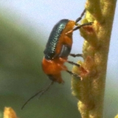 Aporocera (Aporocera) consors at Ainslie, ACT - 5 Mar 2019