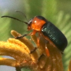 Aporocera (Aporocera) consors at Ainslie, ACT - 5 Mar 2019 08:43 AM