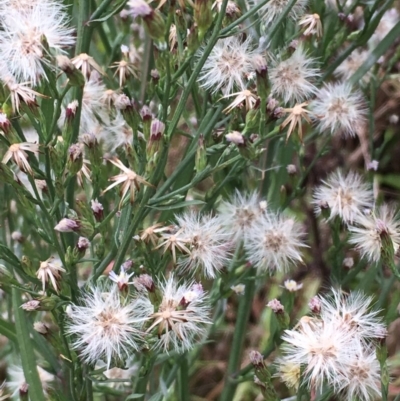 Symphyotrichum subulatum (Wild Aster, Bushy Starwort) at Fyshwick, ACT - 22 Mar 2019 by JaneR