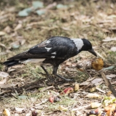 Gymnorhina tibicen (Australian Magpie) at Belconnen, ACT - 12 Mar 2019 by AlisonMilton