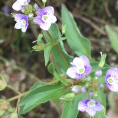 Veronica anagallis-aquatica (Blue Water Speedwell) at Jerrabomberra Wetlands - 22 Mar 2019 by JaneR