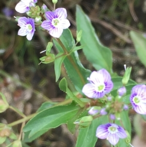 Veronica anagallis-aquatica at Fyshwick, ACT - 22 Mar 2019 12:26 PM