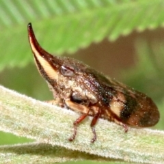 Philagra parva (Beaked spittlebug) at Mount Ainslie - 4 Mar 2019 by jb2602