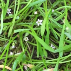 Limosella australis (Austral Mudwort) at Jerrabomberra Wetlands - 22 Mar 2019 by JaneR