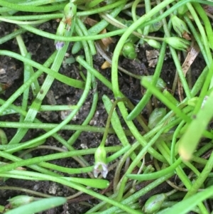 Limosella australis at Fyshwick, ACT - 22 Mar 2019