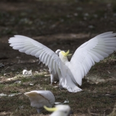 Cacatua galerita (Sulphur-crested Cockatoo) at Belconnen, ACT - 12 Mar 2019 by AlisonMilton