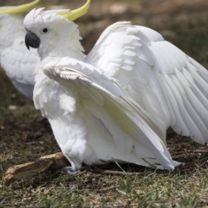 Cacatua galerita at Belconnen, ACT - 12 Mar 2019 02:04 PM