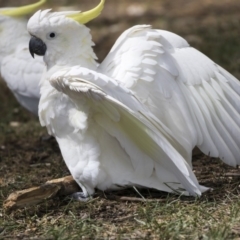 Cacatua galerita at Belconnen, ACT - 12 Mar 2019