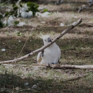 Cacatua galerita at Belconnen, ACT - 12 Mar 2019 02:04 PM