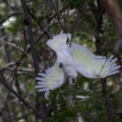 Cacatua galerita at Belconnen, ACT - 12 Mar 2019